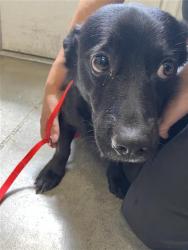Shelter Stray Male Dog last seen Near BLOCK E WELDON AVE, FRESNO CA 93703, 5277 E Airways Blvd, Fresno, CA 93727, USA