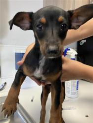 Shelter Stray Male Dog last seen Near BLOCK E WELDON AVE, FRESNO CA 93703, 5277 E Airways Blvd, Fresno, CA 93727, USA