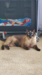 Reunited Male Cat last seen Bardin elementary school, Salinas, CA 93905