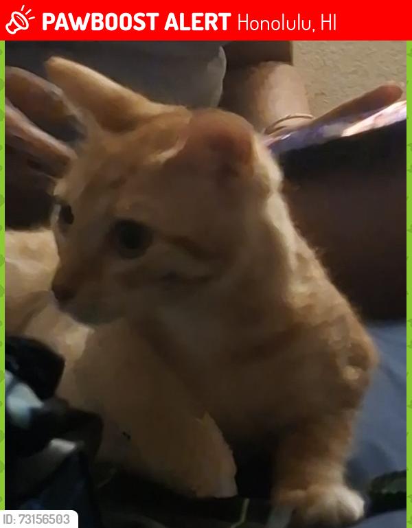 Lost Female Cat last seen Farrington High, Honolulu, HI 96817