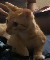 Lost Female Cat last seen Farrington High, Honolulu, HI 96817