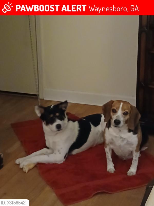 Lost Male Dog last seen Victory, Waynesboro, GA 30830