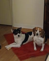 Lost Male Dog last seen Victory, Waynesboro, GA 30830