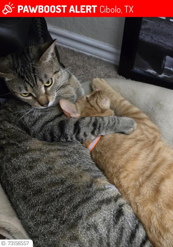 Lost Male Cat last seen Pipe Gate and Smooth wine, Cibolo, TX 78108