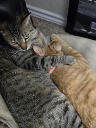Lost Male Cat last seen Pipe Gate and Smooth wine, Cibolo, TX 78108