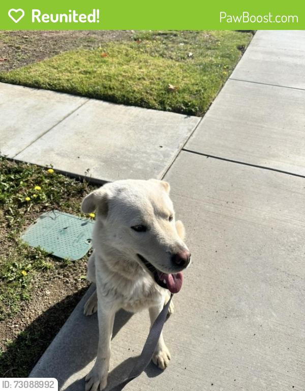 Reunited Male Dog last seen Indian St, Moreno Valley, CA, USA, Moreno Valley, CA 92553