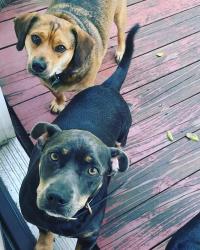 Lost Male Dog last seen Olympia Neighborhood, Columbia, SC 29201