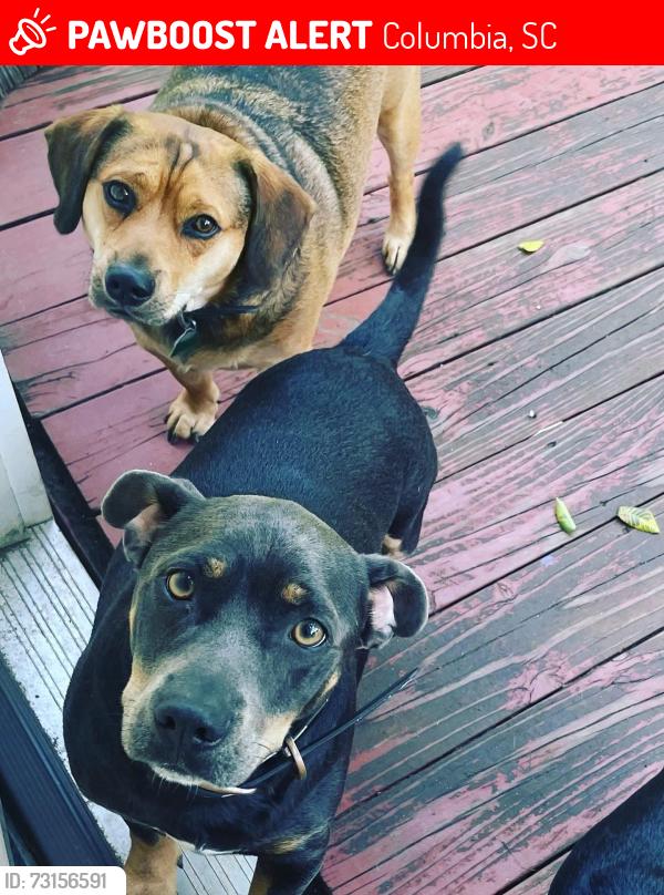 Lost Male Dog last seen Olympia Neighborhood, Columbia, SC 29201