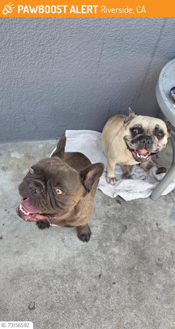 Found/Stray Female Dog last seen Tomlinson and cook, Riverside, CA 92503