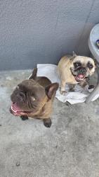 Found/Stray Female Dog last seen Tomlinson and cook, Riverside, CA 92503