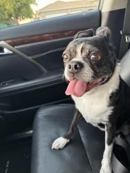 Reunited Female Dog last seen Woo/JFK, Riverside, CA 92508