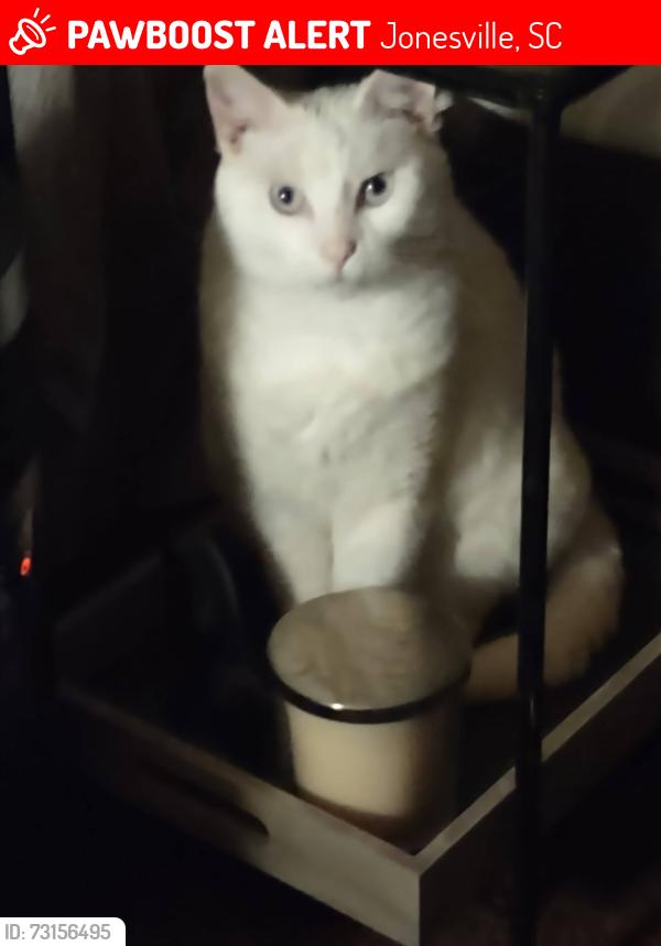 Lost Female Cat last seen Youngblood Street JONESVILLE SC, Jonesville, SC 29353