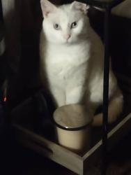 Lost Female Cat last seen Youngblood Street JONESVILLE SC, Jonesville, SC 29353