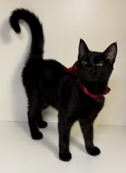 Found/Stray Unknown Cat last seen Bisbee Park, Dallas, TX 75227