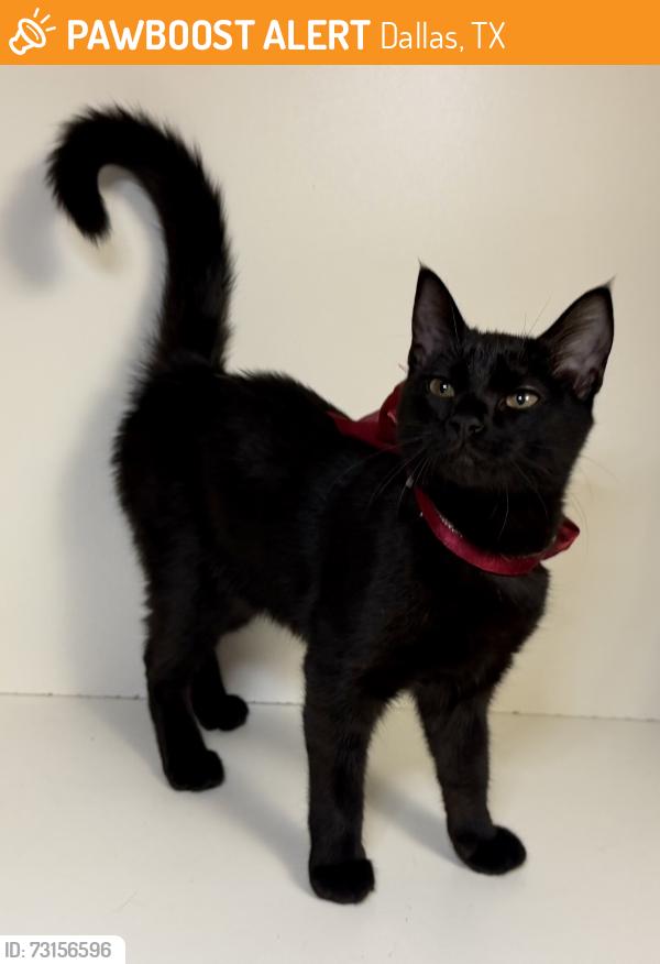 Found/Stray Unknown Cat last seen Bisbee Park, Dallas, TX 75227