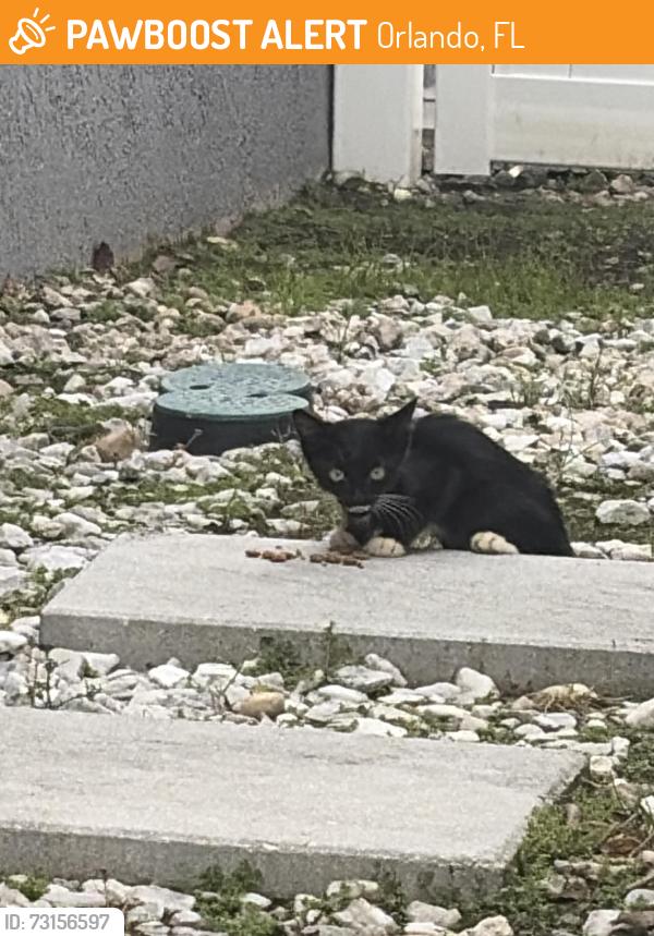 Found/Stray Unknown Cat last seen Prairie Hawk drive, Orlando, FL 32837