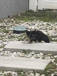 Found/Stray Unknown Cat last seen Prairie Hawk drive, Orlando, FL 32837