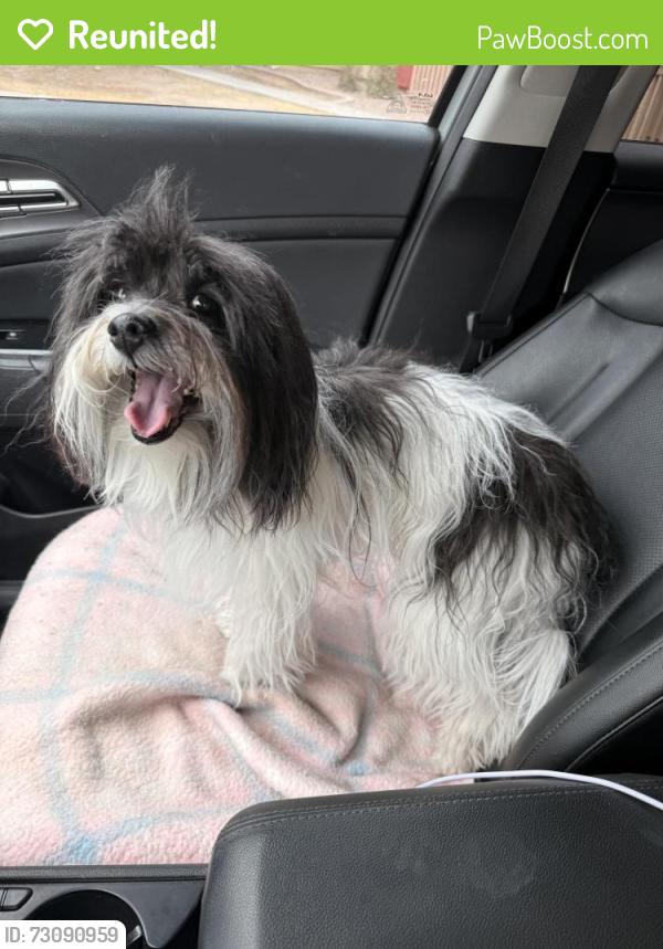 Reunited Female Dog last seen Mesa Dr and Brown, Mesa, AZ 85201