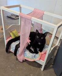 Reunited Female Cat last seen S Lake Sarah Dr, Independence, MN 55359