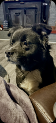 Reunited Female Dog last seen Olympia Neighborhood, Columbia, SC 29201