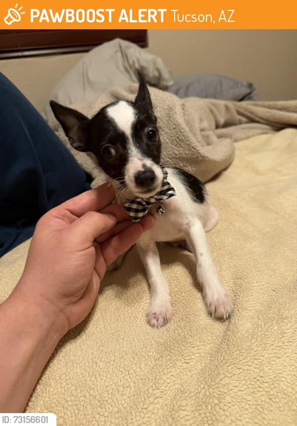 Found/Stray Male Dog last seen Golf Links & Pantano, Tucson, AZ 85710