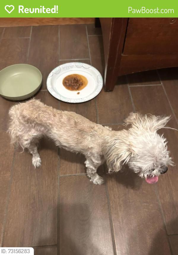 Reunited Female Dog last seen Longmire & Treehouse, College Station, TX 77845