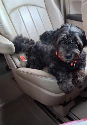 Reunited Male Dog last seen 49th and Aspen Street, Philadelphia, PA 19139