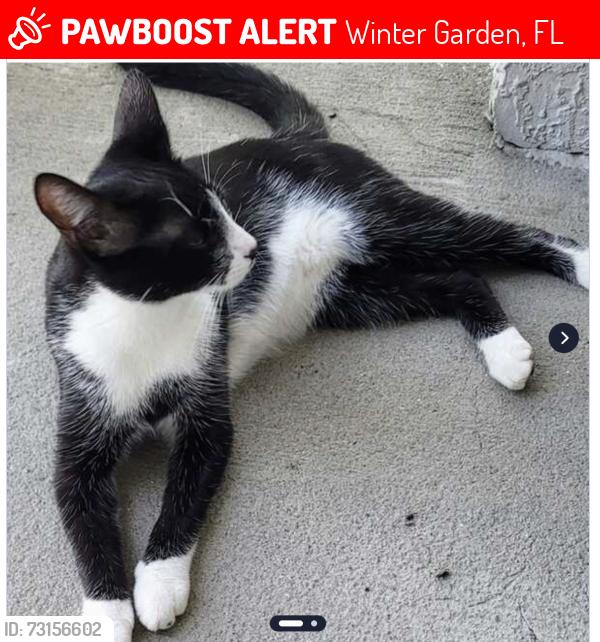 Lost Male Cat last seen Traditions subdivision, 241 Faulkner Street, Winter Garden FL, Winter Garden, FL 34787