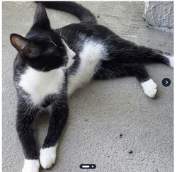 Lost Male Cat last seen Traditions subdivision, 241 Faulkner Street, Winter Garden FL, Winter Garden, FL 34787