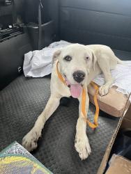 Found/Stray Male Dog last seen Cola amd 8th SW, Albuquerque, NM 87102