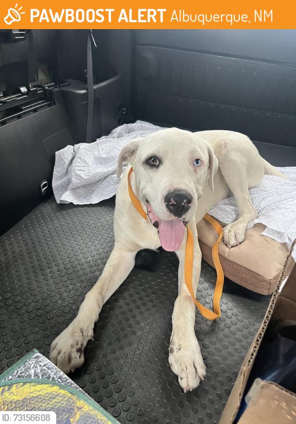 Found/Stray Male Dog last seen Cola amd 8th SW, Albuquerque, NM 87102