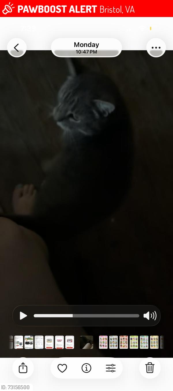 Lost Male Cat last seen Mary st Bristol Va corner dog hse, Bristol, VA 24201