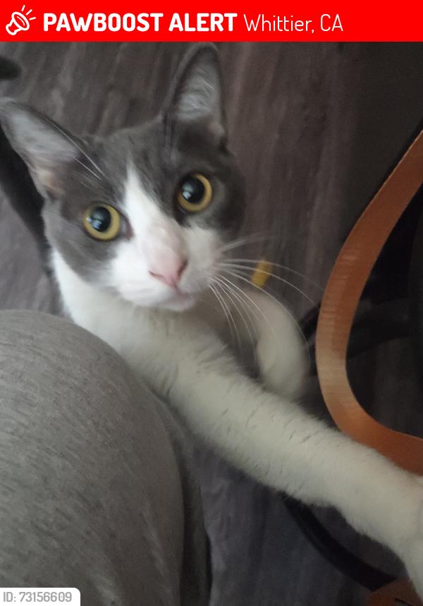 Lost Female Cat last seen Duchess and Washington blvd, Whittier, CA 90606