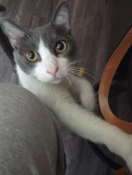 Lost Female Cat last seen Duchess and Washington blvd, Whittier, CA 90606