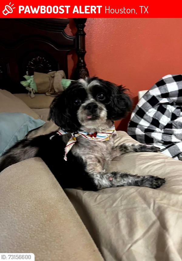 Lost Female Dog last seen high star dr, Houston, TX 77072