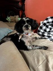 Lost Female Dog last seen high star dr, Houston, TX 77072