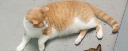 Reunited Male Cat last seen Hillside Ave, Torrington, CT 06790