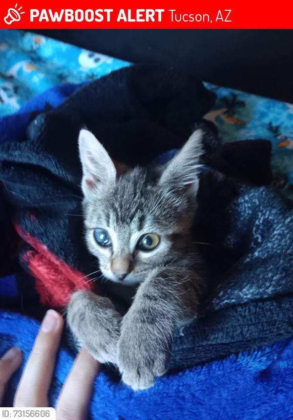 Lost Female Cat last seen Ajo highway and silverstar dr, Tucson, AZ 85735