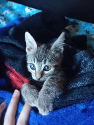 Lost Female Cat last seen Ajo highway and silverstar dr, Tucson, AZ 85735