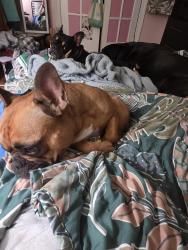 Reunited Female Dog last seen Galaxie and Putney, Lakeside, VA 23228
