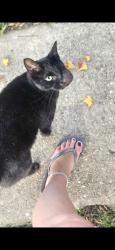 Lost Female Cat last seen Bells Ferry , North Booth, Kennesaw, GA 30144