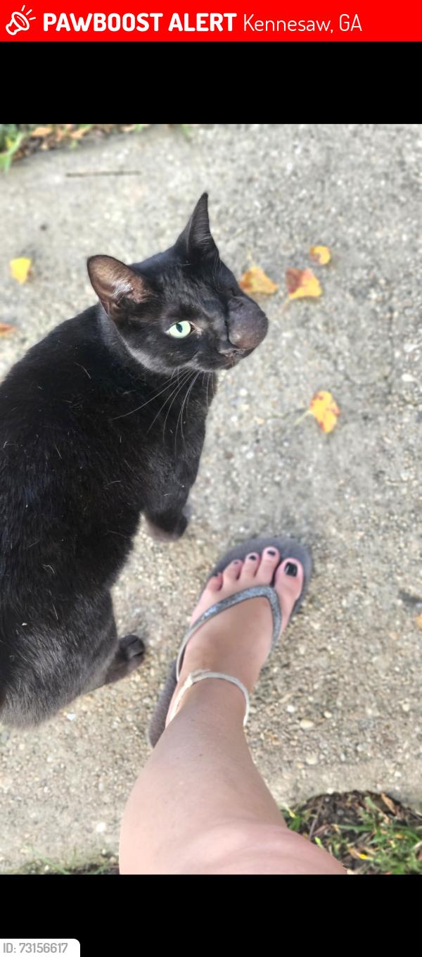 Lost Female Cat last seen Bells Ferry , North Booth, Kennesaw, GA 30144