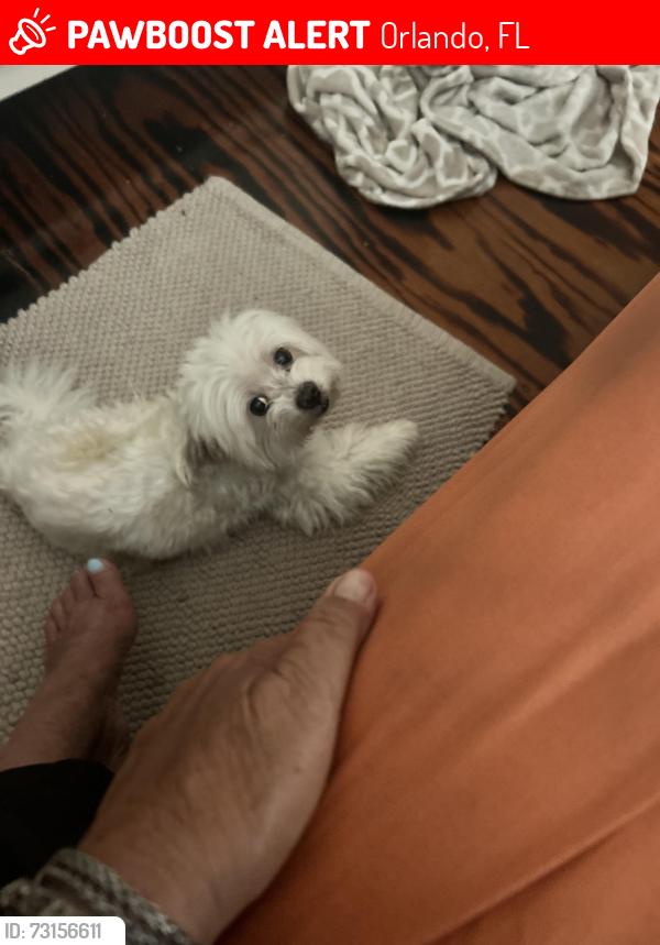 Lost Male Dog last seen boggy Creek Road and Airport Park Dr., Orlando, Orlando, FL 32824