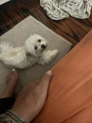 Lost Male Dog last seen boggy Creek Road and Airport Park Dr., Orlando, Orlando, FL 32824