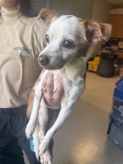 Shelter Stray Male Dog last seen Near Buena Vista Drive, 75149, TX, 1650 Gross Rd, Mesquite, TX 75149, USA