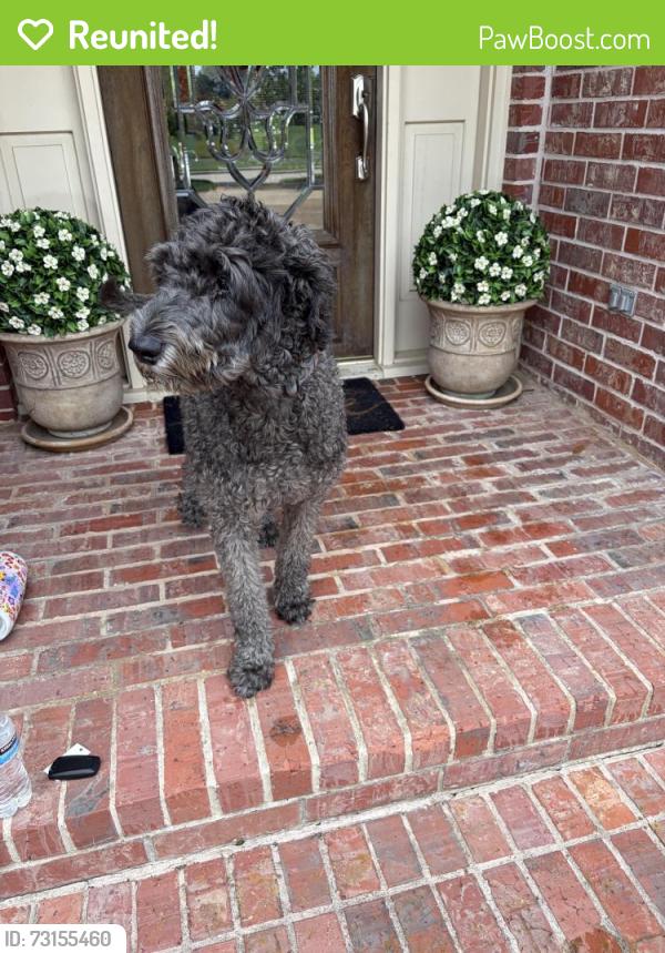 Reunited Male Dog last seen Greatwood Lake Dr, Sugar Land, TX 77479, USA, Sugar Land, TX 77479