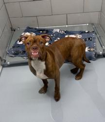 Shelter Stray Female Dog last seen riverchase dr-gold course, Coppell, TX, 821 S Coppell Rd, Coppell, TX 75019, USA
