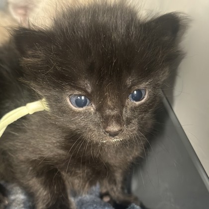Shelter Stray Female Cat last seen Central Park and Southwest Pkwy, City of College Station, TX, 5359 Leonard Rd, Bryan, TX 77807, USA