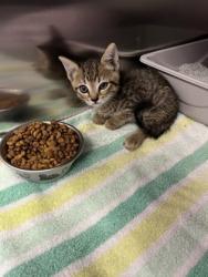 Shelter Stray Male Cat last seen duncan dr, Coppell, TX, 821 S Coppell Rd, Coppell, TX 75019, USA