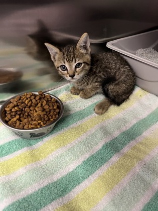 Shelter Stray Male Cat last seen duncan dr, Coppell, TX, 821 S Coppell Rd, Coppell, TX 75019, USA